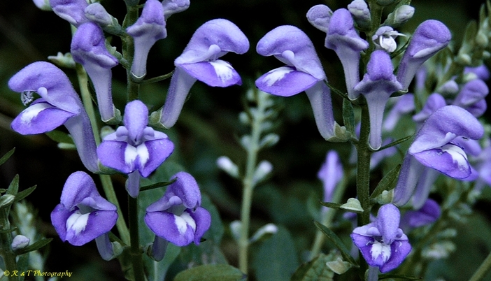 {Scutellaria incana var. punctata}